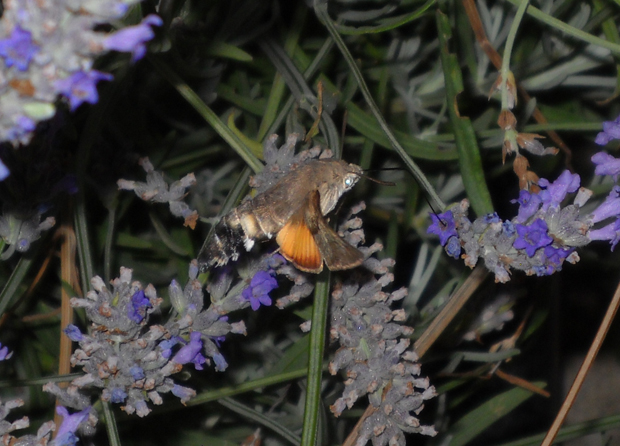 Conferma identificazione - Macroglossum stellatarum